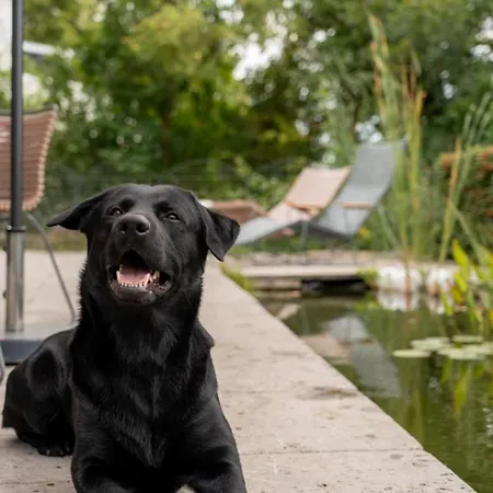 Hoch Ueber Dem Taubertal Mit Fantastischem Weitblick, Dachterrasse, 2000m2 Grossem Grundstueck Und Kamin Prázdninový dům